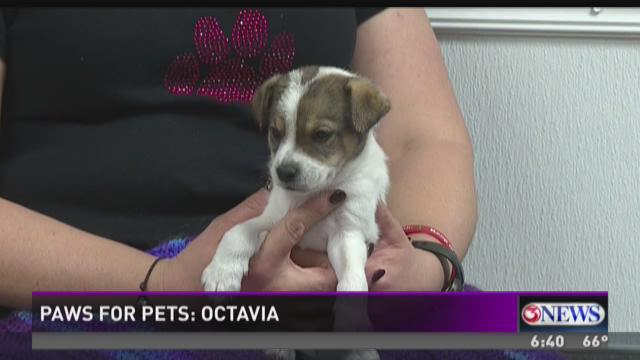 Adopt Octavia On Paws For Pets Kiiitv Com